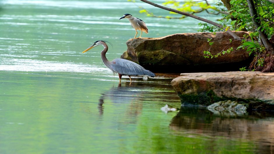 Informações do Blue Heron em Blue Heron (Egretta caerulea) no Chile.   - Equador