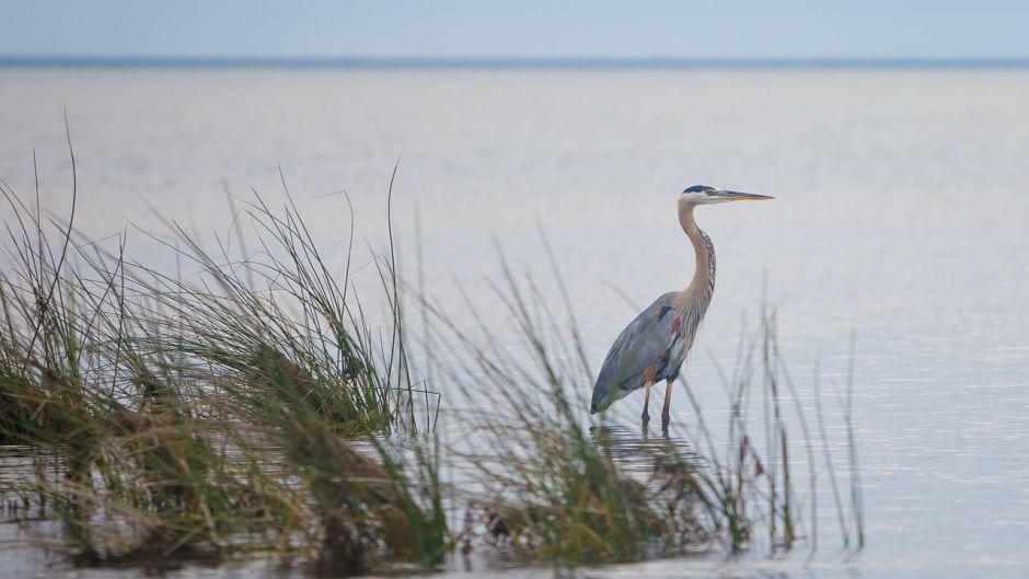 Informações do Blue Heron em Blue Heron (Egretta caerulea) no Chile.   - El Salvador