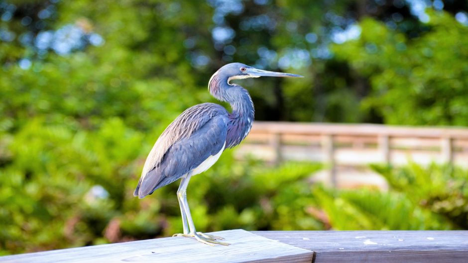 Informações do Blue Heron em Blue Heron (Egretta caerulea) no Chile.   - PARAGUAI