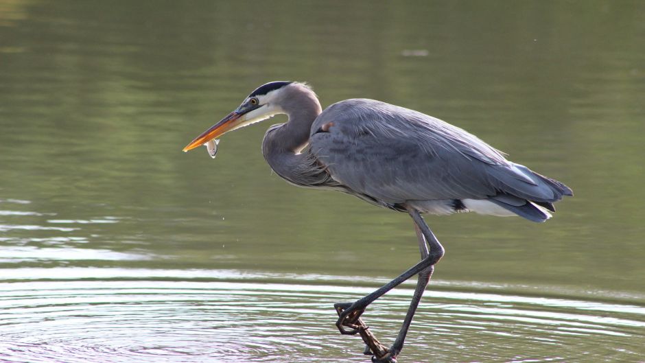 Informações do Blue Heron em Blue Heron (Egretta caerulea) no Chile.   - BRASIL