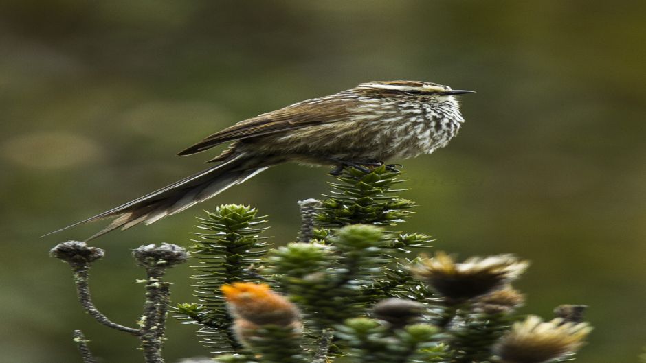 Informações Tijeral Andino, coroa castanha com listras e nuca.   - PERU