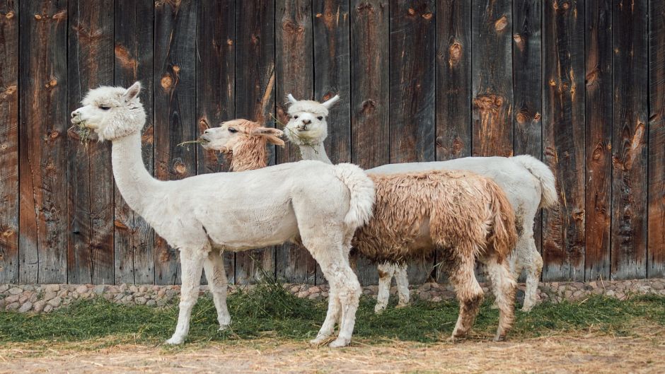 Alpaca, Guia de Fauna. RutaChile.   - 