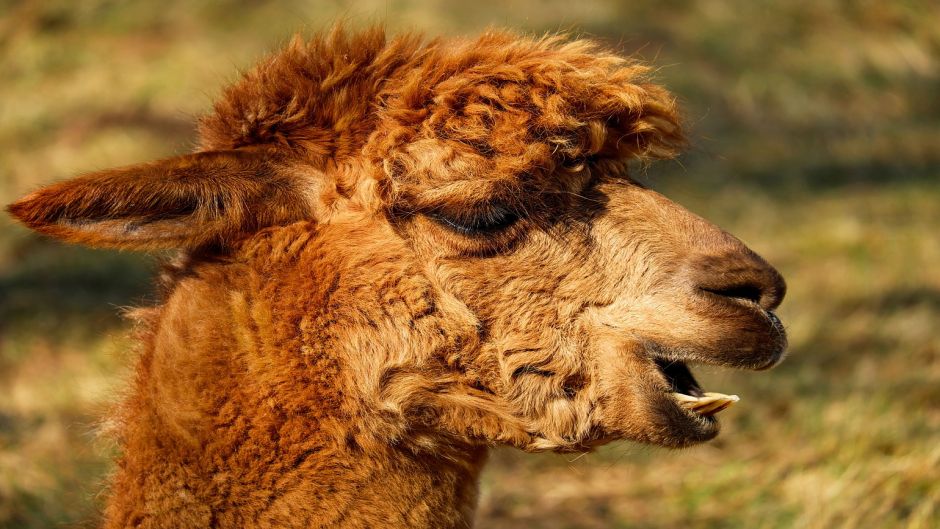 Alpaca, Guia de Fauna. RutaChile.   - Bolvia