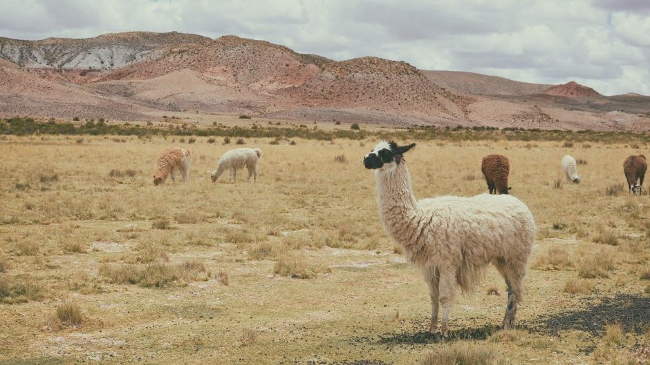 Alpaca, Guia de Fauna. RutaChile.   - Bolvia