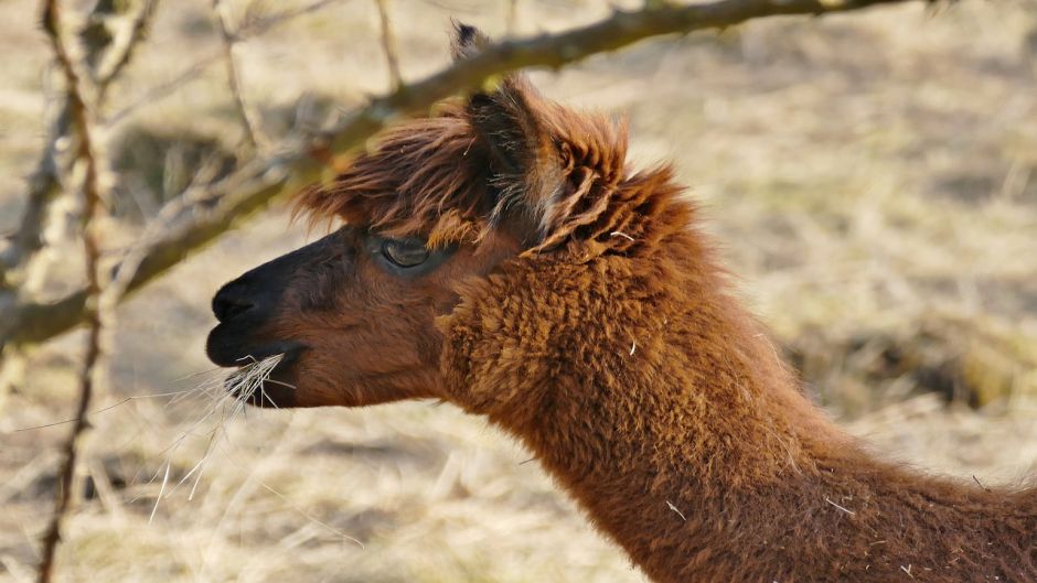 Alpaca, Guia de Fauna. RutaChile.   - Bolvia