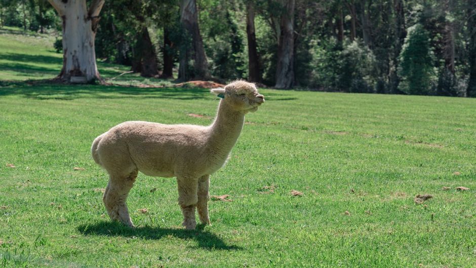 Alpaca, Guia de Fauna. RutaChile.   - Equador