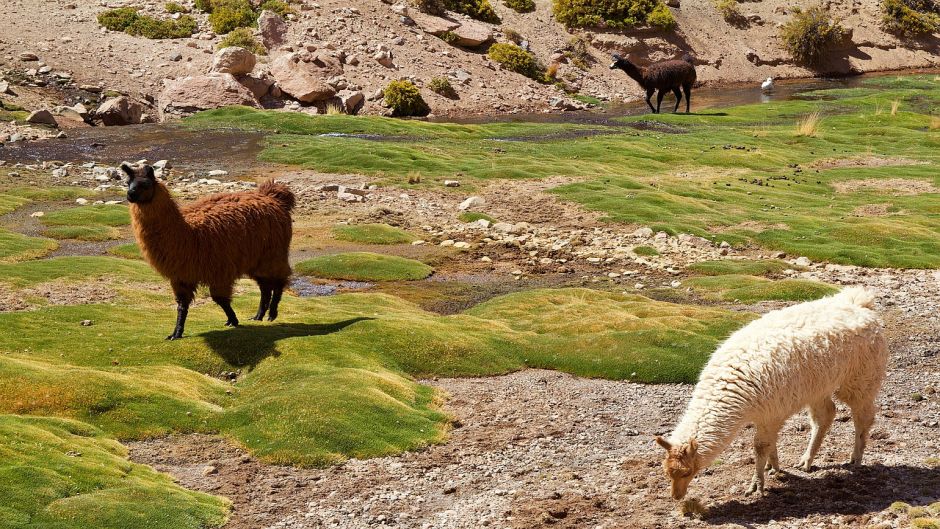 Alpaca, Guia de Fauna. RutaChile.   - ARGENTINA