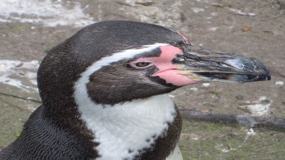 Humboldt pinguim tem a cabeça preta e pescoço para trás. Anterior b.   - Colmbia