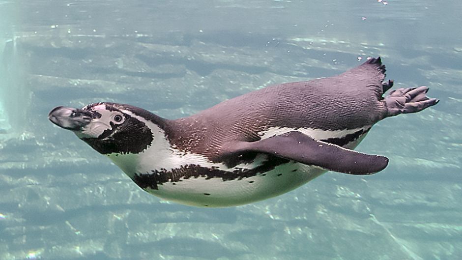 Humboldt pinguim tem a cabeça preta e pescoço para trás. Anterior b.   - Colmbia