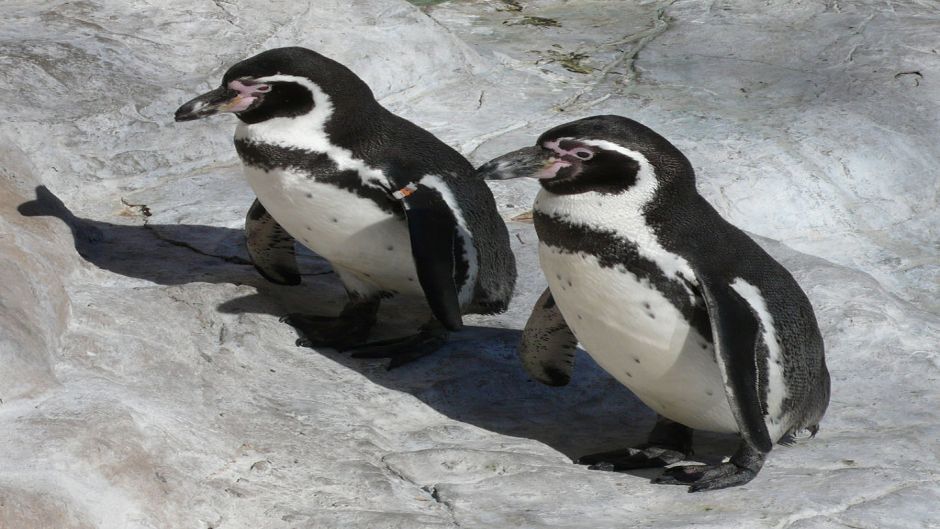 Humboldt pinguim tem a cabeça preta e pescoço para trás. Anterior b.   - 