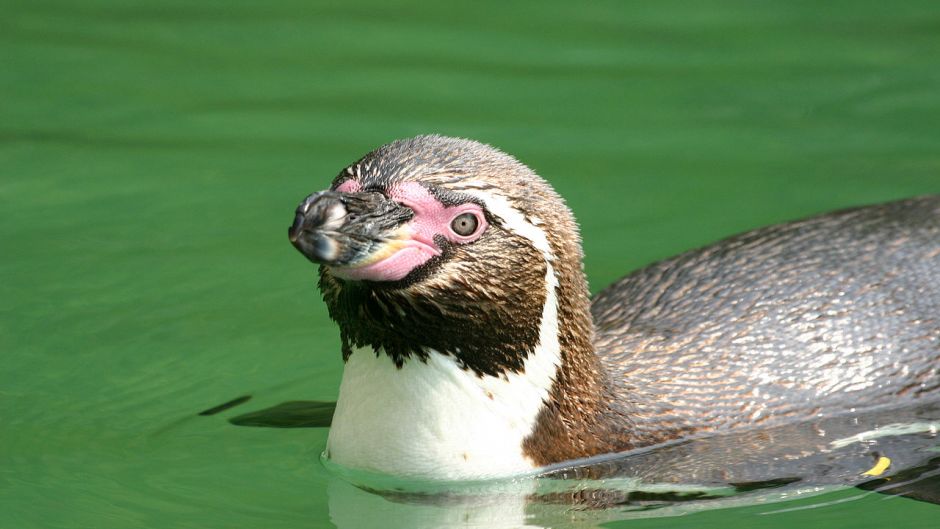 Humboldt pinguim tem a cabeça preta e pescoço para trás. Anterior b.   - Equador