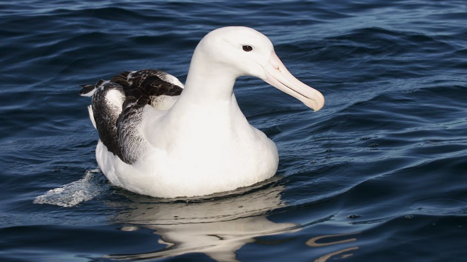 Ele pode ser facilmente confundido com o seu meio albatroz-errante,.   - frica do Sul