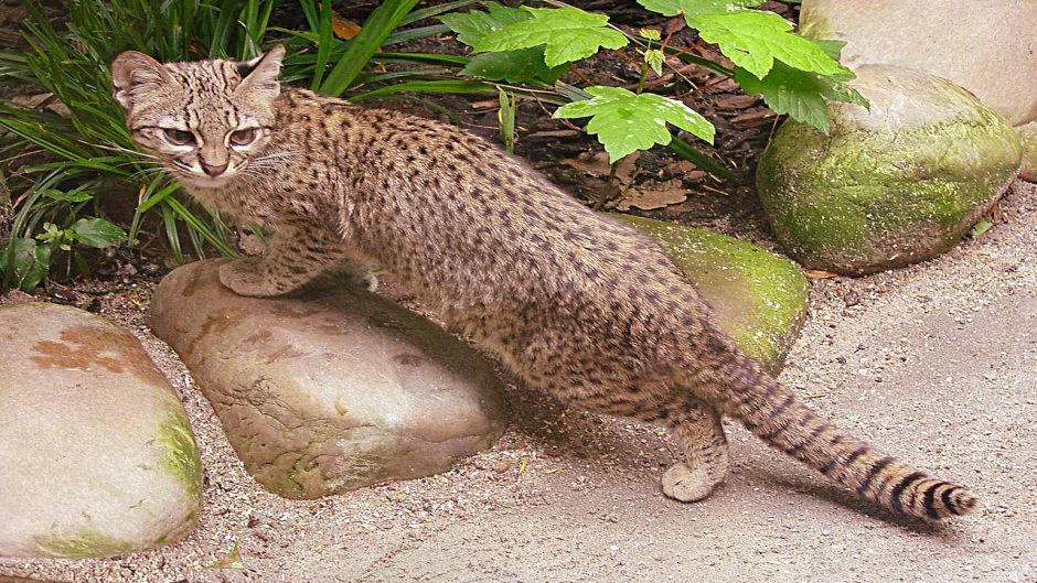 Colocolo, Guia de Fauna. RutaChile.   - 