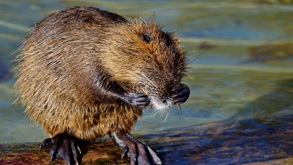 Coypu, Guia de Fauna. RutaChile.   - Uruguai