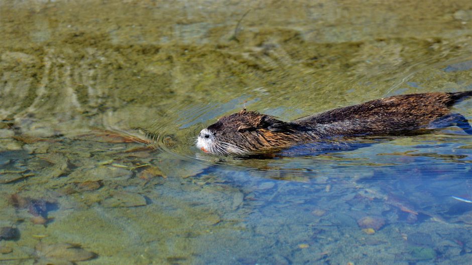 Coypu, Guia de Fauna. RutaChile.   - Bolvia