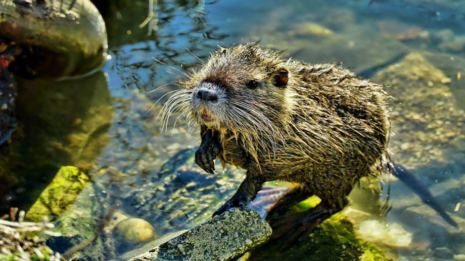 Coypu, Guia de Fauna. RutaChile.   - CHILE