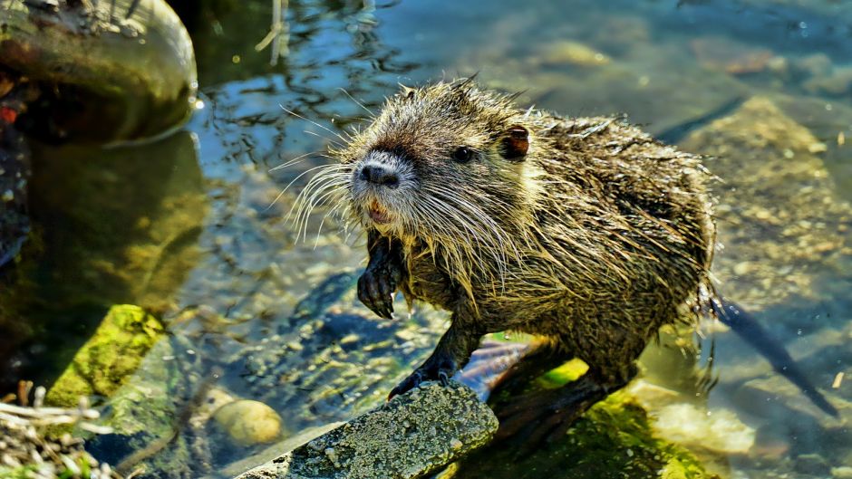 Coypu, Guia de Fauna. RutaChile.   - Uruguai