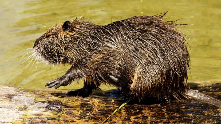 Coypu, Guia de Fauna. RutaChile.   - BRASIL