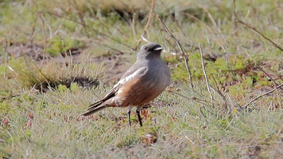 Flycatcher de chocolate, Guia de Fauna. RutaChile.   - 