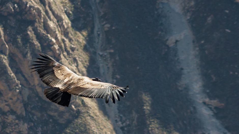 Condor, Guia de Fauna. RutaChile.   - 