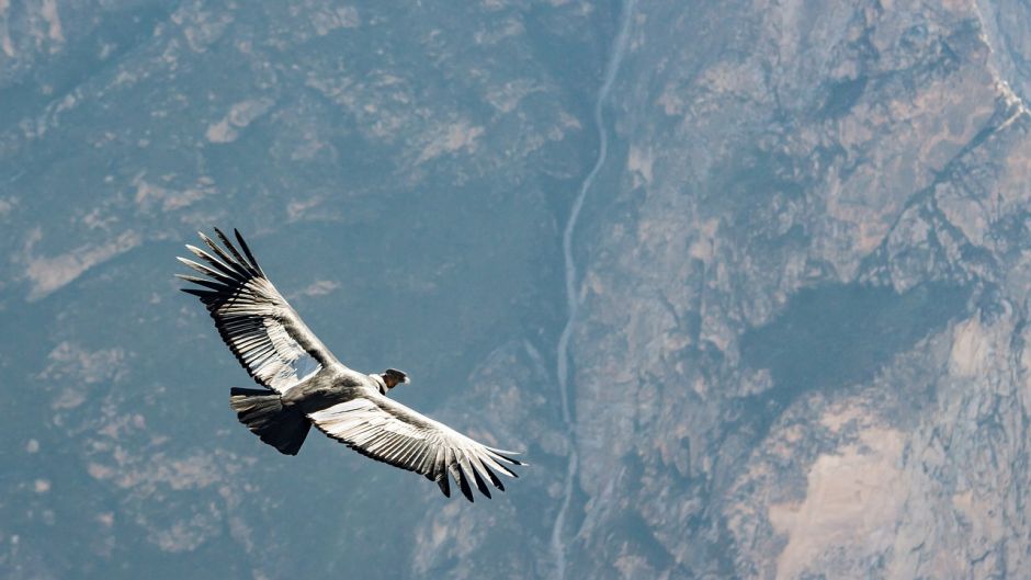 Condor, Guia de Fauna. RutaChile.   - Colmbia