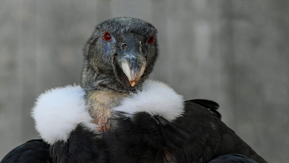 Condor, Guia de Fauna. RutaChile.   - ARGENTINA