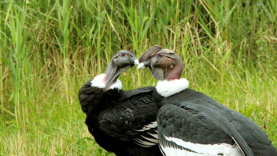 Condor, Guia de Fauna. RutaChile.   - ARGENTINA