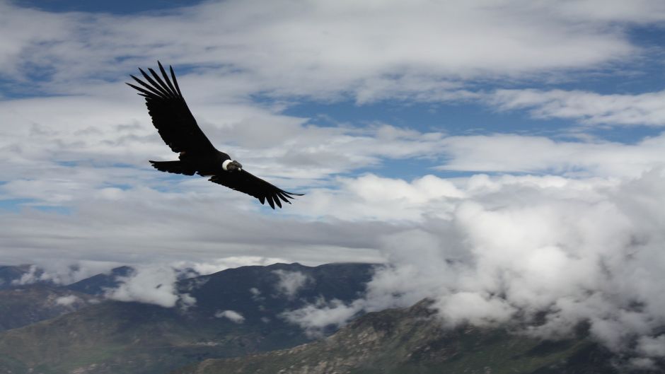 Condor, Guia de Fauna. RutaChile.   - Colmbia