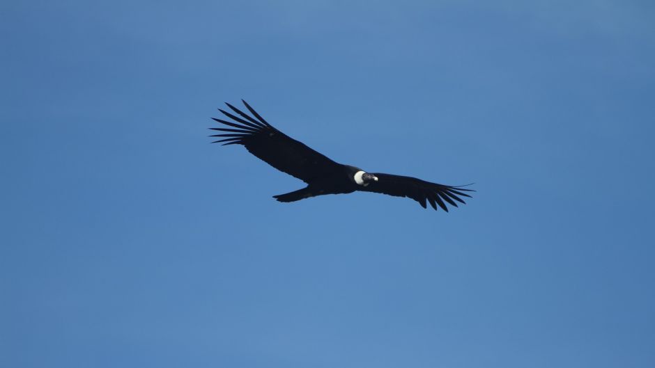 Condor, Guia de Fauna. RutaChile.   - 