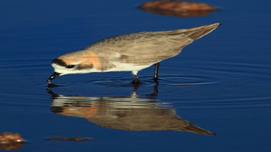 A tarambola Puna habita lagos e lagoas de água doce e salgada da Co.   - CHILE