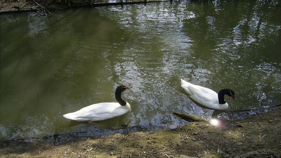 Cisne de pescoço preto, Guia de Fauna. RutaChile.   - 