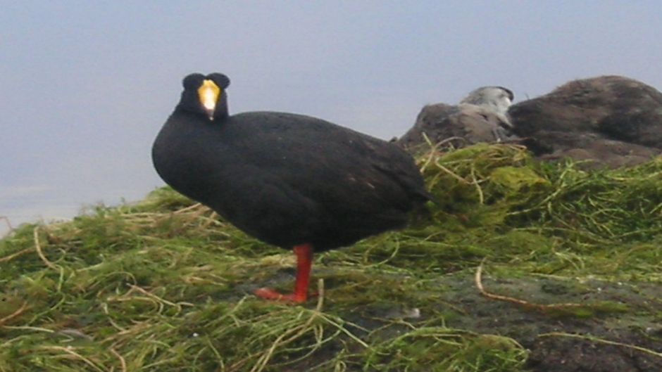 Tagua Gigante, Guia de Fauna. RutaChile.   - 