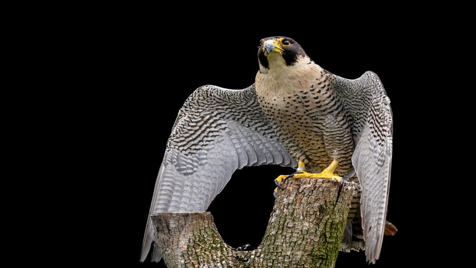 Austral Falcão-peregrino, Guia de Fauna. RutaChile.   - ARGENTINA