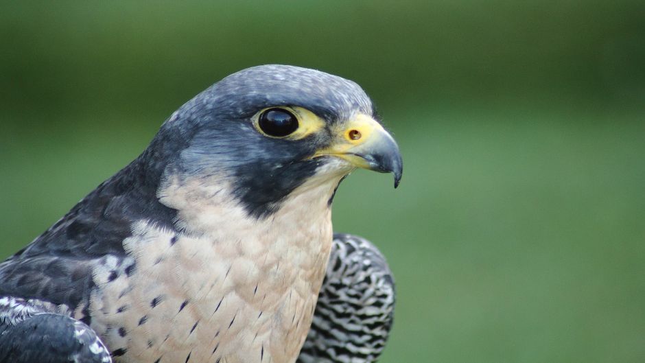 Austral Falcão-peregrino, Guia de Fauna. RutaChile.   - CHILE