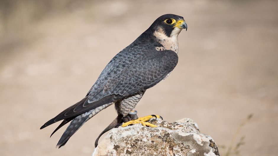 Austral Falcão-peregrino, Guia de Fauna. RutaChile.   - CHILE