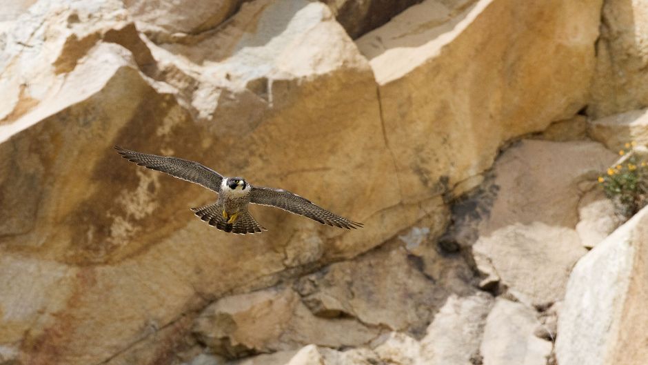 Austral Falcão-peregrino, Guia de Fauna. RutaChile.   - 