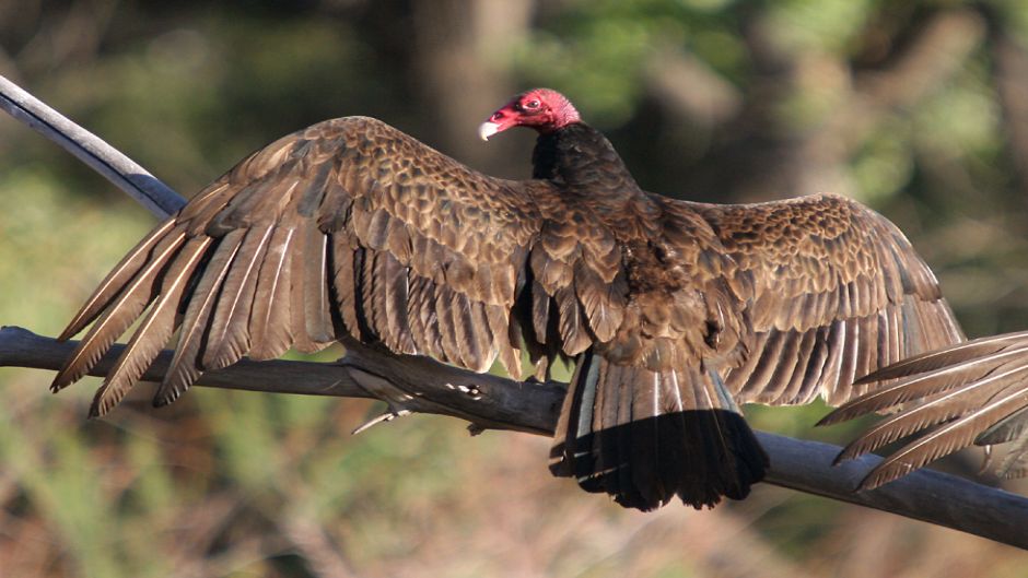 Jote cabeça vermelha, Guia de Fauna. RutaChile.   - Equador