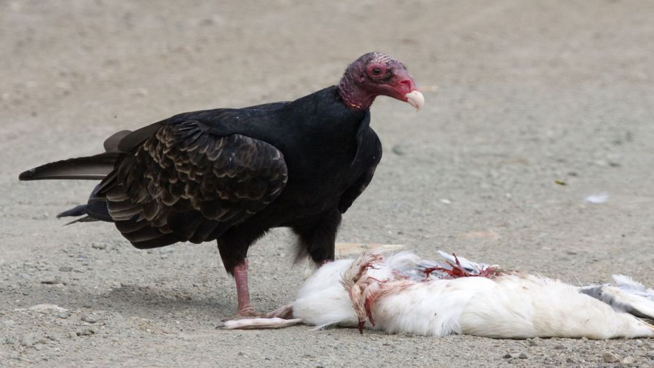 Jote cabeça vermelha, Guia de Fauna. RutaChile.   - 