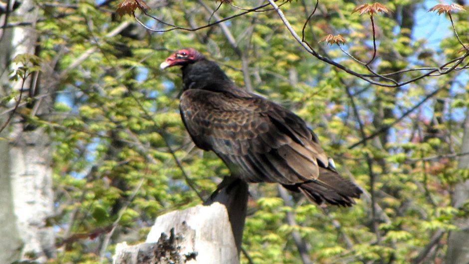 Jote cabeça vermelha, Guia de Fauna. RutaChile.   - CHILE