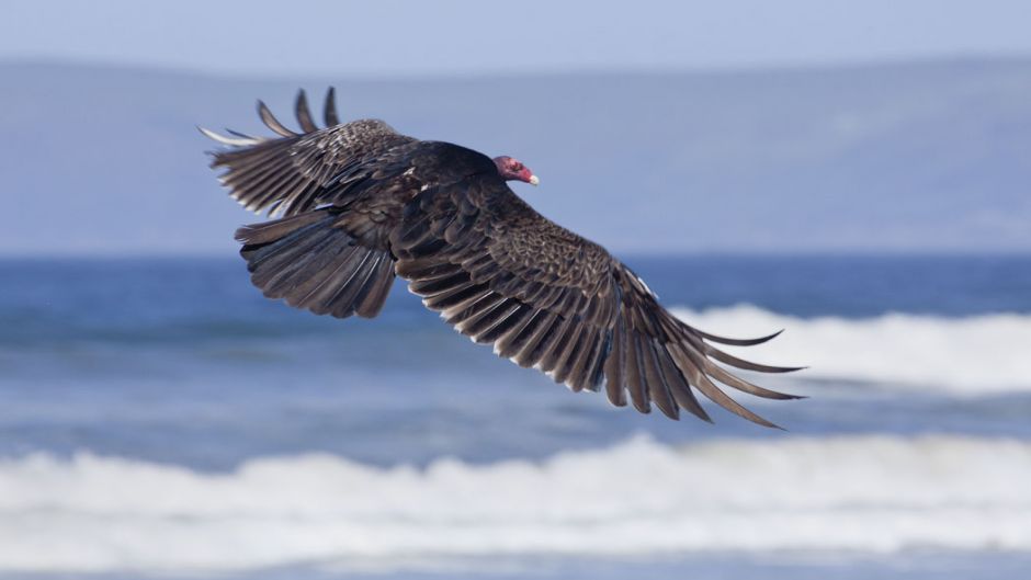 Jote cabeça vermelha, Guia de Fauna. RutaChile.   - Costa Rica