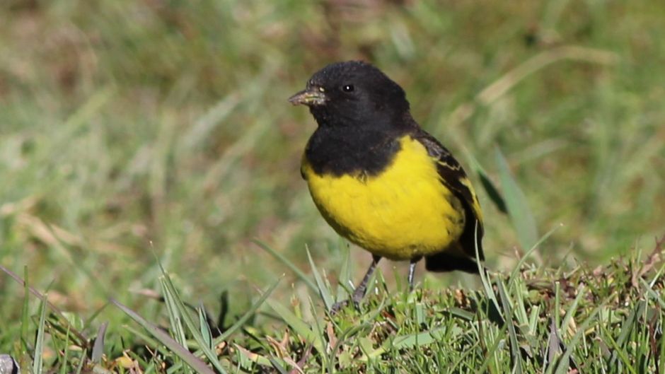 Pintassilgo cordillerano, Guia de Fauna. RutaChile.   - ARGENTINA