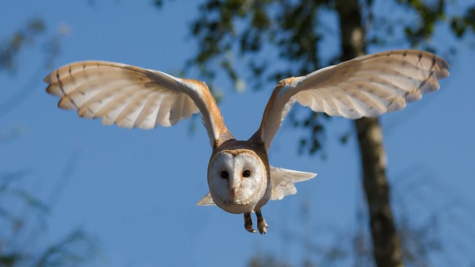 Coruja, Guia de Fauna. RutaChile.   - Uruguai