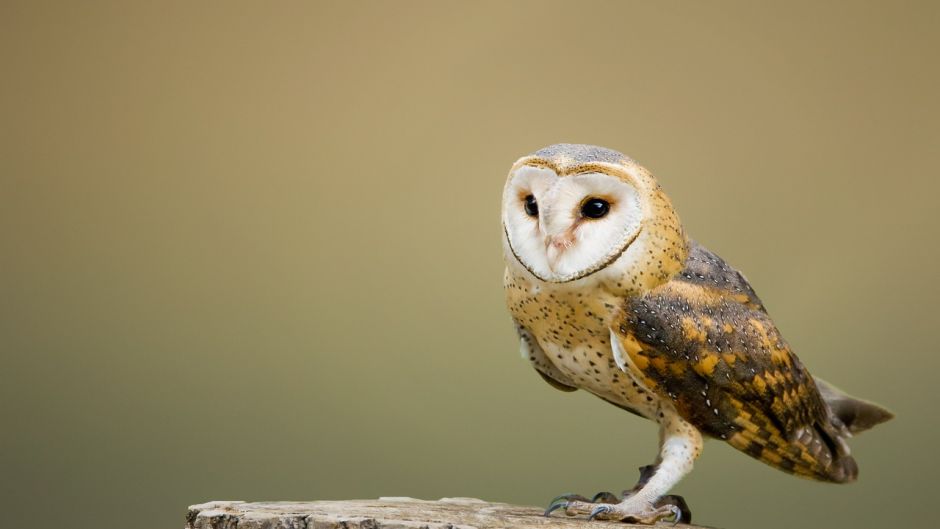 Coruja, Guia de Fauna. RutaChile.   - 