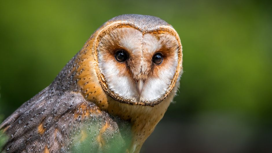 Coruja, Guia de Fauna. RutaChile.   - Uruguai