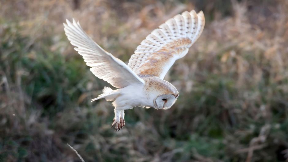 Coruja, Guia de Fauna. RutaChile.   - 