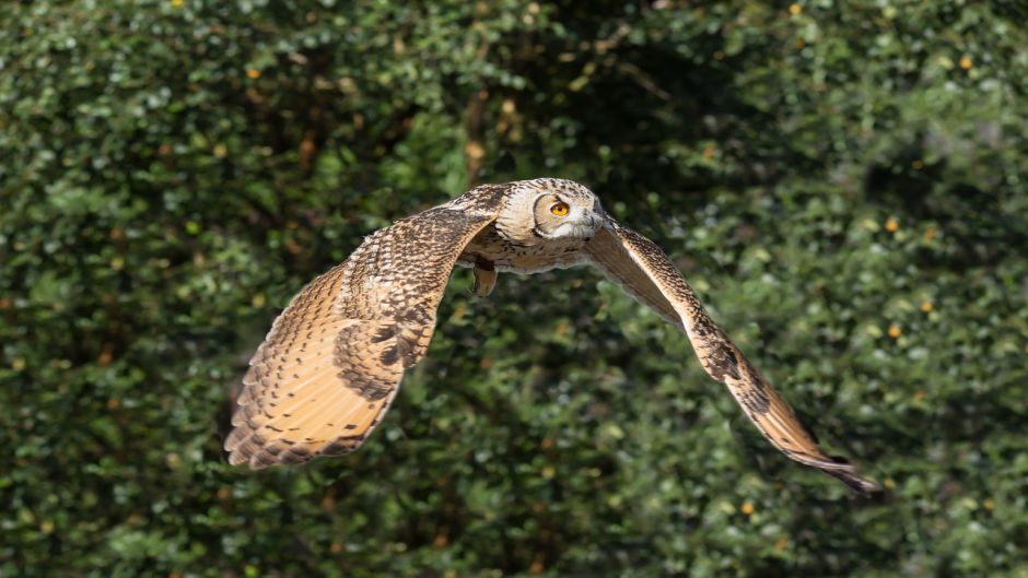 Coruja, Guia de Fauna. RutaChile.   - ndia