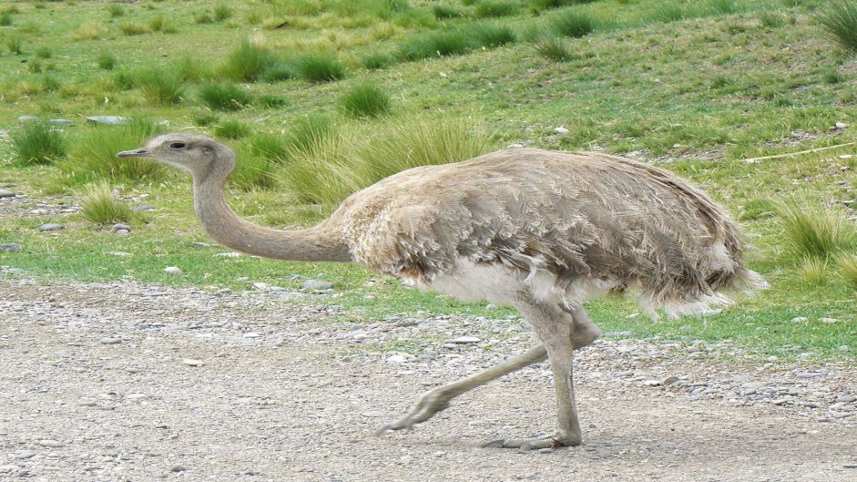 Magellan Nandu, Guia de Fauna. RutaChile.   - 