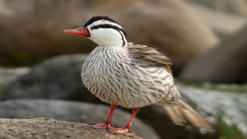 Cutoffs Pato, Guia de Fauna. RutaChile.   - Equador