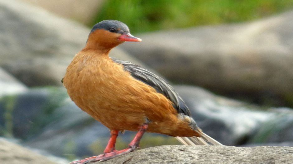 Cutoffs Pato, Guia de Fauna. RutaChile.   - 