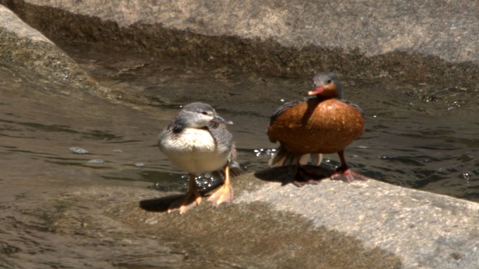 Cutoffs Pato, Guia de Fauna. RutaChile.   - 